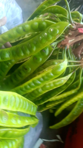 Petai / Pete Segar Kualitas Super Isi 10 papan Di jamin Pada Bagus