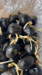 เมล็ดปาล์มคาลิก600ของแท้จำนวน50เมล็ดมีแถม(รับประกันทุกเมล็ด)การันตีงอก(มีใบรับรองสายพันธุ์ เมล็ดคัดคุณภาพ)