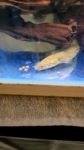 Endlicheri Bichir | Tiger Bichir | Saddled Bichir Live Fish