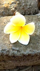 BIBIT CUTTING PLUMERIA KAMBOJA JEPUN BALI BIG YELLOW BUNGA KUNING SANGAT BESAR AROMA WANGI SEKALI SALAH SATU JENIS YANG LIMITED
