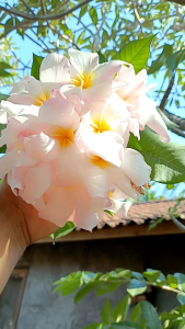 Bibit cuttinh plumeria pink pagoda jepun bali kamboja bali bunga besar sekali