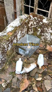 Termurah Perangkap tikus massal / live trap dengan pintu otomatis Size 30x22x18cm