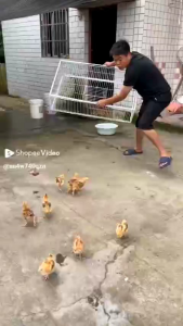 Perangkap Kandang Lipat Ayam & Burung Unggas Ukuran 60x40x30 & 90x60x30