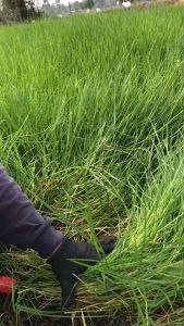 หญ้าไนท์คัดแช่น้ำยาเร่งรากส่งวันต่อวัน 10 กิโลกรัม พร้อมปลูก