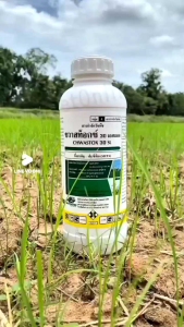 ขายยกลัง*ชวาสท็อกซ์เอ็กซ์ตร้า300SL(เอ็มซีพีเอ)ปราบหญ้าแห้งหมู กก หญ้าใบกว้าง(ขนาด1ลิตร×12ขวด)ใช้ในไร่มัน/อ้อย/นาข้าว