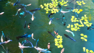 ปลากัด - ลูกปลากัด คละสายพันธุ์-เพศ-สี จำนวน 20 ตัว