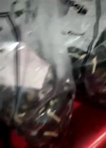 Benih sawit unggul Dxp Dami mas sejahtera