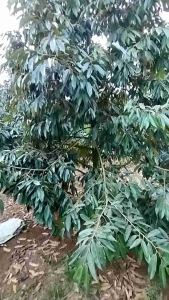 Phân bón Cặp đôi tạo mầm già lá chặn đọt. Hàng nhập khẩu: Lân 86 + 7.5.44 Pha 600 Lít