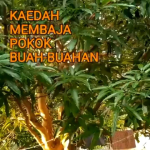 BAJANAS BAJA ORGANIK DARI TUMBUH -TUMBUHAN