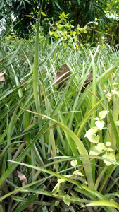 Promo Beli 5 Bonus 1 bibit Nanas super unggul / bibit nanas jumbo siap di lahankan / bibit nanas madu super jumbo