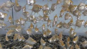 Albino short body Golden lampan tinfail barb 2.5-5cm live fish