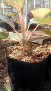 aglonema pink lady 4-8 daun rimbun seger
