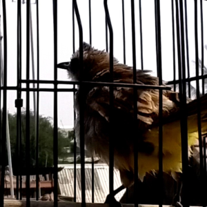 PUR KICAU PLUS HERBAL. VOER BURUNG KICAU. MAKANAN BURUNG TRUCUKAN JOGJROG.