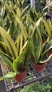 #ลิ้นมังกร golden frame เป็น #ต้นไม้ฟอกอากาศ ในตระกูลลิ้นมังกรอีกต้นที่ ค่อนข้างหายาก เค้าจะไม่เหมือนลิ้นมังกรขอบเหลืองปกติน้า เพราะเค้าเหลืองทั้งใบ! ยิ่งโตยิ่งเหลือง #ต้นลิ้นมังกรชีวภาพพันธุ์โกลเด้นเฟลม (Golden Flame) ไซส์ใหญ่มีขนาด 40 - 50 ซม.มีจุดเด่น