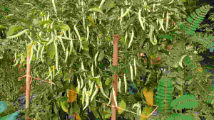 เมล็ดพันธุ์พริกเหลืองอินโดบรรจุ 500 เมล็ด