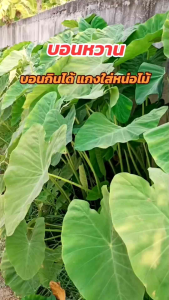 บอนหวาน พร้อมปลูก บอนแกงใส่หน่อไม้ บอนหวานแกงใส่เห็ด ต้นละ10บาท ขายเป็นชุด10ต้น70บาท นางหวาน บอนกินได้