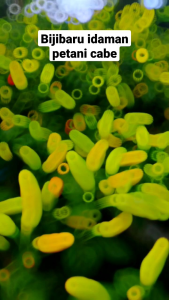 COD✔️ benih eceran cabe rawit bijibaru isi 50 butir toleran viru terlaris dari halbanero termurah