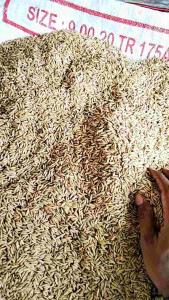 Benih padi IR MUTIARA SUPER UNGGUL KEMASAN 1KG