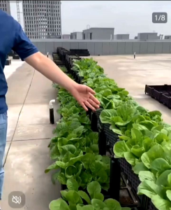 Gardening Planting Box planter box compost box Planting Artifact Indoor Green Potted