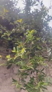 Quả trâu cổ khô hàng loại 1 già hỗ trợ tắc kia sữa bổ thận tráng dương khoẻ gân cốt-đặc sản tây bắc 333