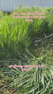 10Gram [2500Biji] Benih Paspalum Plicatulum Rumput Ternakan Berprotein Tinggi Easy Grow Padang Ragut & Hydroseeding SLOPE