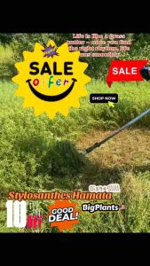 100g [30K] Biji Benih Rumput Stylo Lembu Kambing Hamata fidlot & Tenusu (Stylosantes Hamata) 18% -25% Protein Senang Tumbuh