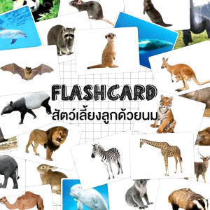25 ใบ แฟลชการ์ดสัตว์เลี้ยงลูกด้วยนม Flash Card Mammals จำนวน 25 ใบ ขนาด A5 KP055 ด้วย สัตว์เลี้ยงลูกด้วยนม 2WinBookToys