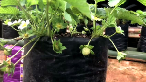 bibit tanaman strawberry jenis mencir sudah berbunga