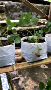 Bibit Strawberry Untuk Pemula: Tips & Trik
