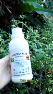 ASAM AMINO PUPUK ORGANIK CAIR 500ML Pupuk Nutrisi Untuk Tanaman