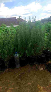 tanaman rosemaryukuran besar tinggi 50cm+.berat rata² 3-5kg.