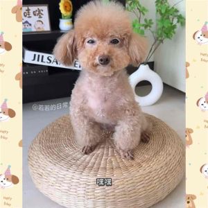 [READY STOCK] Pet Skirt Clothes Dog Cat Clothes Shirt t- shirt | Baju Kuching | 宠物衣服 猫狗衣服 裙子 无袖