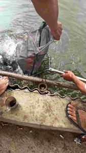 Umpan Ikan Mas Super Sprint Jagung Amis Premium GGF 70gr/Harian Lomba & Galapungan Ikan Mas