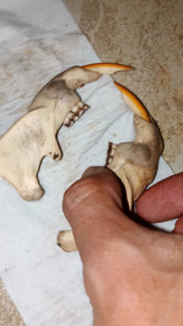 Koleksi patung tarig etnik asli dapat 2 pics