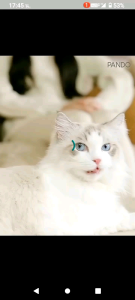 แพนโด้ ห้องน้ำแมวอัตโนมัติ รุ่น 2 ไลท์