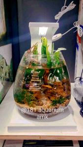 [Include Filter & Light] GEX Glass Aqua Perco - 20.5(L) x 20(W) x 31.5(H)cm