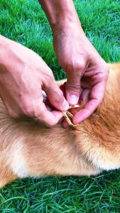 พร้อมส่ง สายจูงสุนัข เชือกเส้นใหญ่ หนา ทนทาน งานแฮนด์เมด