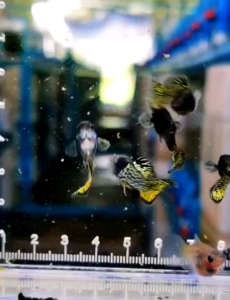 GUPPY METAL YELLOW LEOPARD SHORT BODY GRADE (PAIR) B40