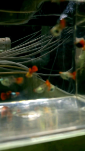 Red Koi Short Body Guppy 1 pair (Random)