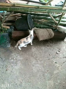 เตียงไม้ไผ่ กว้าง70ซม. กว้าง150ซม. สูง50ซม