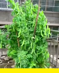 (KEMASAN PREMIUM) BIJI/BENIH KAPRI TAIWAN