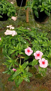 (Paket 6 Warna) Tanaman Hias Vinca Gantung Bunga Tapak Dara Juntay