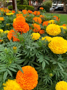 Tanaman Hias Hidup Marigold Bunga Marygold