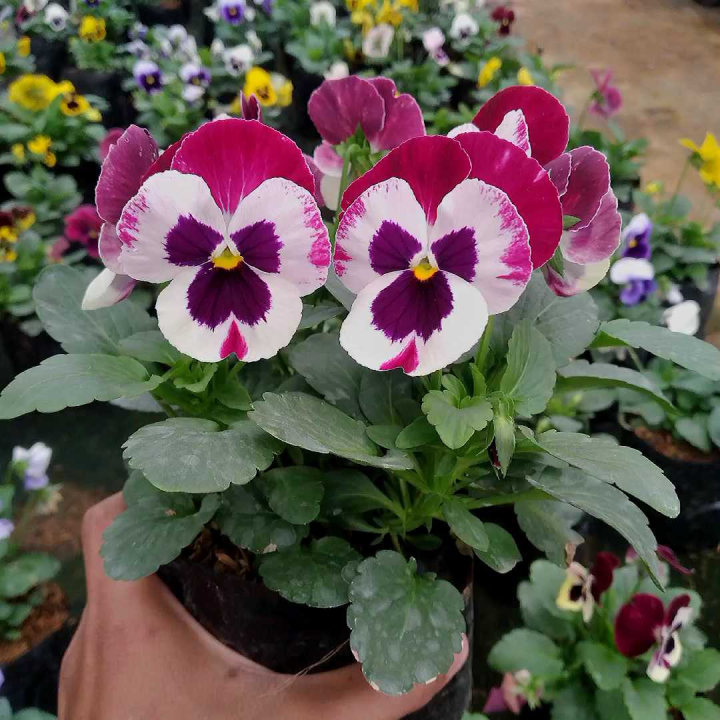 Tanaman Hias Bunga Viola & Pansy Edible Flower Varian Warna