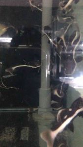 Redtail catfish/RTC/Readystock/Freshwater/Ornamental Fish
