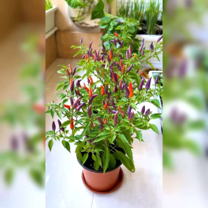 5 BIJI BENIH CABE BOLIVIAN RAINBOW