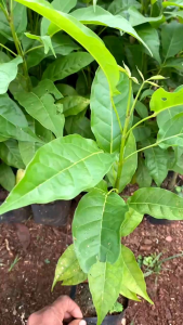 Bibit Tanaman Sakura & Tabebuya Bunga Putih