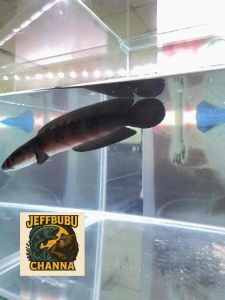 Channa Red Barito 5cm +-