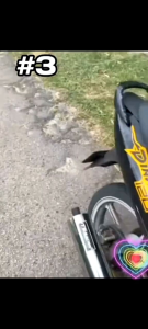 Dinamik TS Racing Standard Racing Ekzos Exhaust