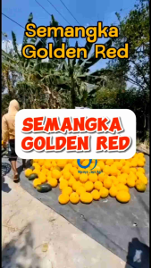 BENIH SEMANGKA GOLDEN RED CAP KAPAL TERBANG 20 GRAM PROMO